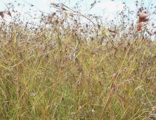 Grassy Groundcover Restoration Project