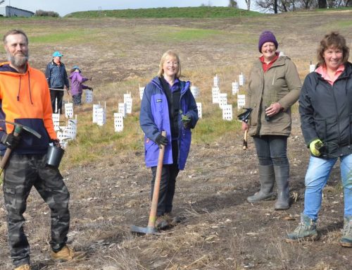 Impressive group effort helps habitat to heal in Hills