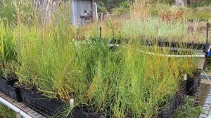 Tubestock ready for landcare planting. Photo: Paul Warneke