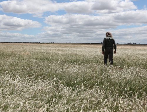 Grassy groundcover Western Victoria grasslands tour