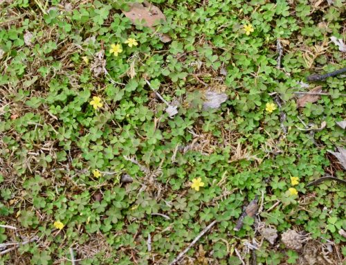 Grassy Groundcover Restoration Project sites treatment