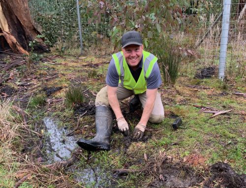 Threatened species planting session