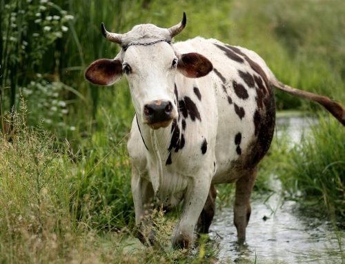 Getting livestock out of your dam or watercourse