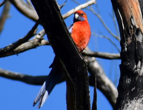 Birding session at Porter Scrub with Phil Barron