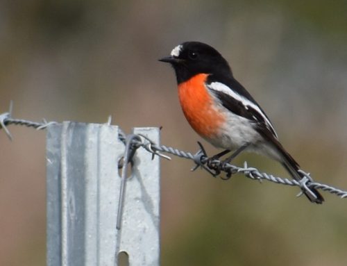 Porter Scrub Final Bird Survey for 2024