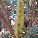 Baby Banksia marginata flower