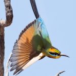 Rainbow bee-eater in flight
