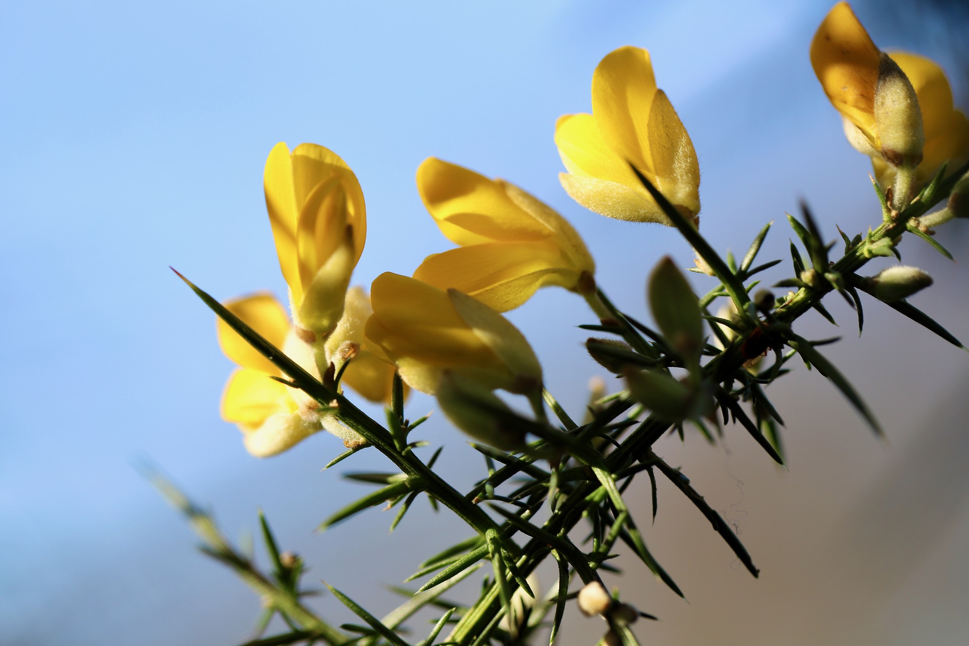 Gorse weed