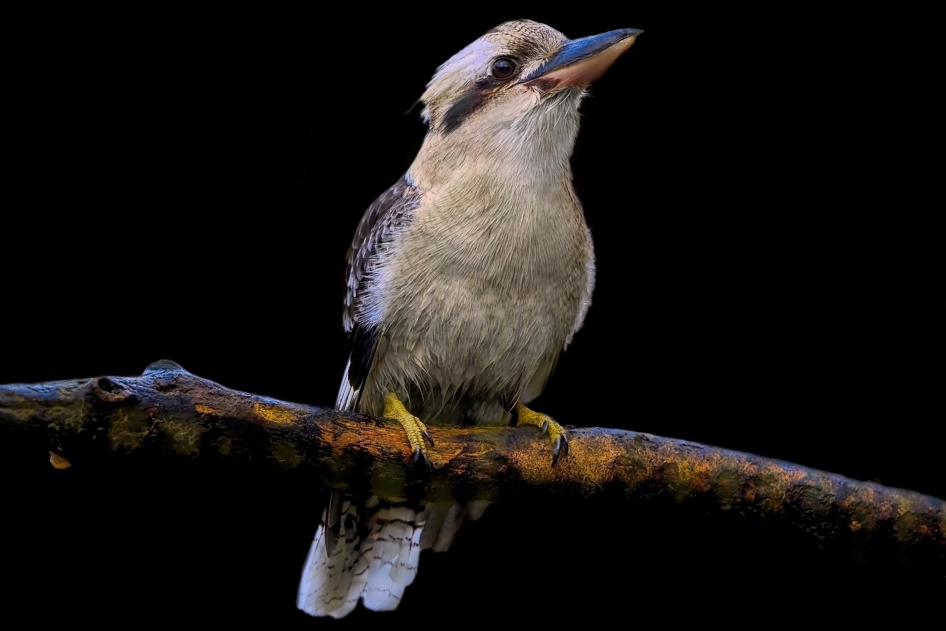 Kookaburra