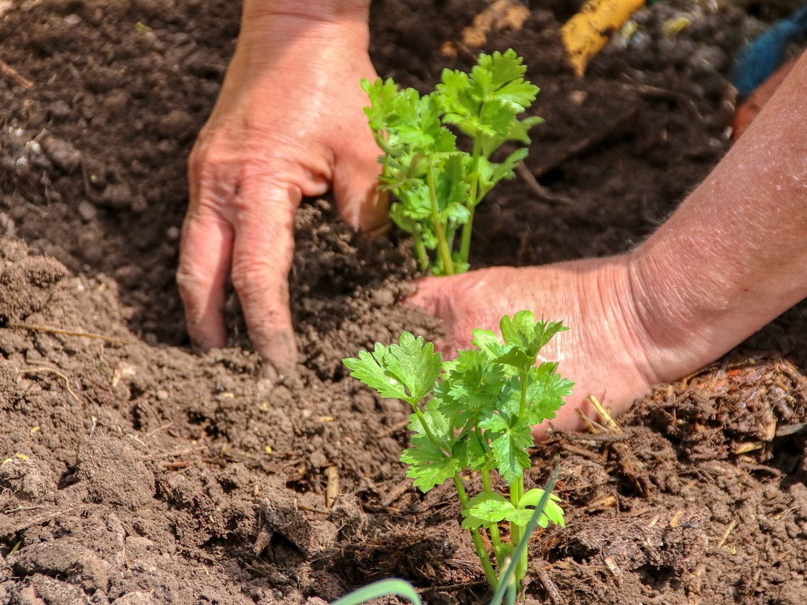 hands planting seedlings in earth