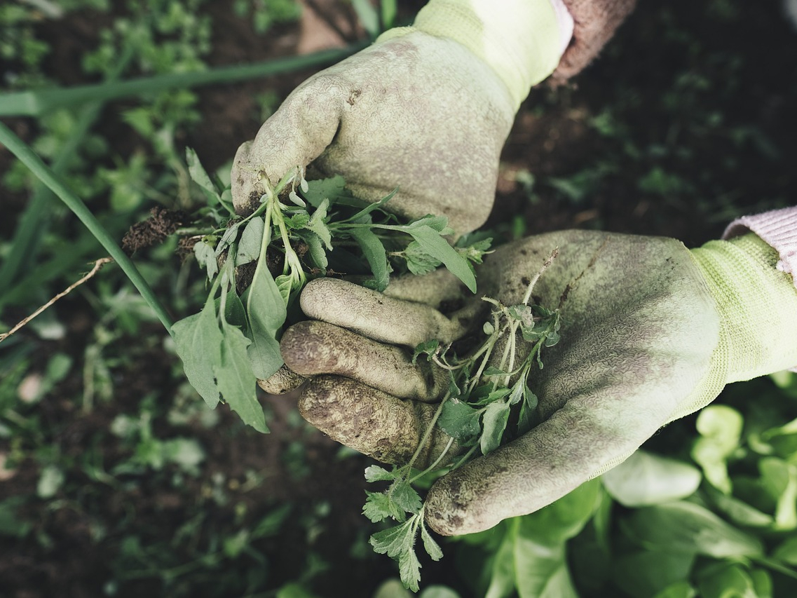 gloved hands with weeds