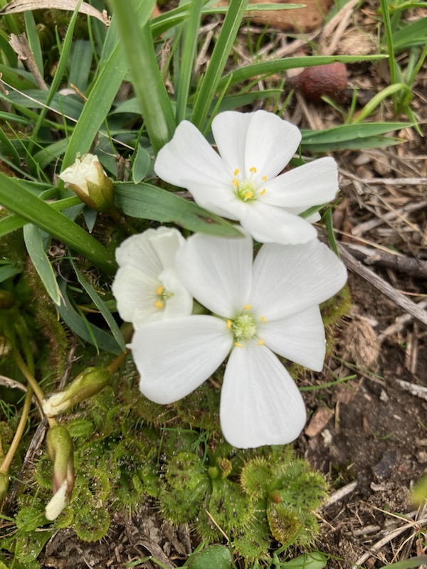 Porter Scrub walk, weed, and bird survey
