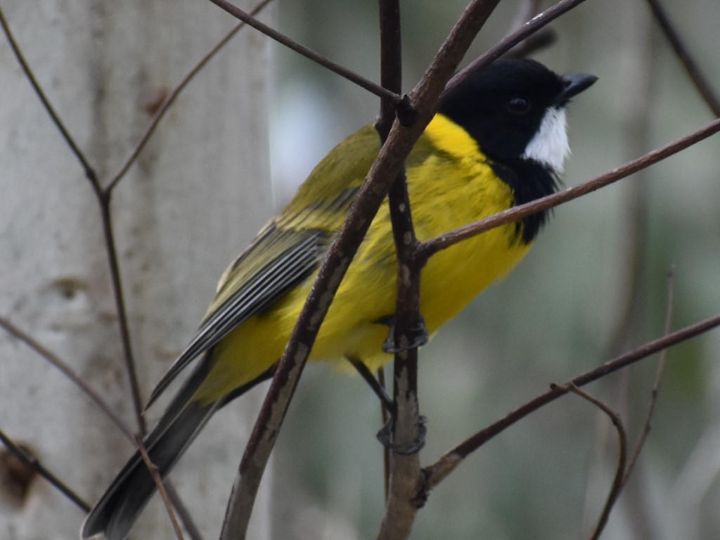 Porter Scrub – Birds, flowers and a few frogs!